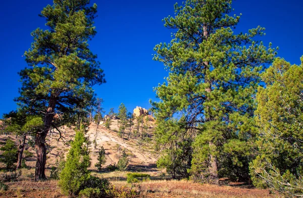 Hiking Trail Bryce Canyon — Stock Photo, Image