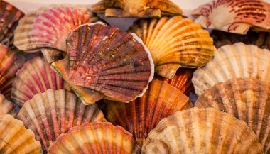 Markette midye kabukları