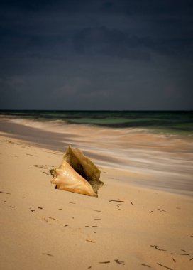 Büyük Türk Adası 'nda kabuk kabuğu