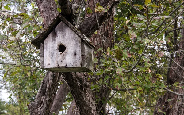 Casa de pássaros de madeira — Fotografia de Stock