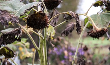 Ayçiçeği autman içinde