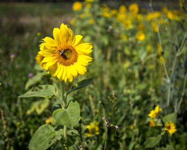 Ayçiçeğindeki arı
