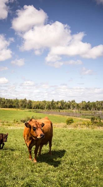 Limousin cow — Stock Photo, Image