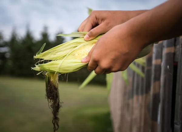 Злущуючи кукурудзу — стокове фото