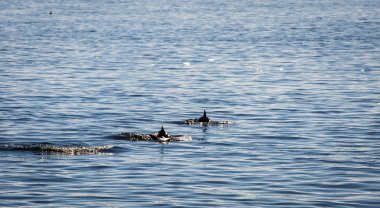 Üç yunuslar okyanus