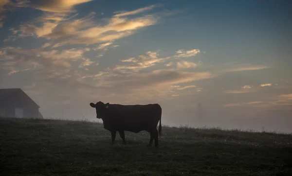 Cow in the morning — Stock Photo, Image