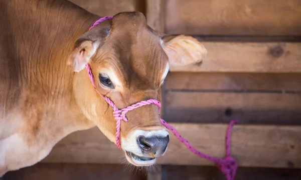 Vaca Jersey em um celeiro — Fotografia de Stock