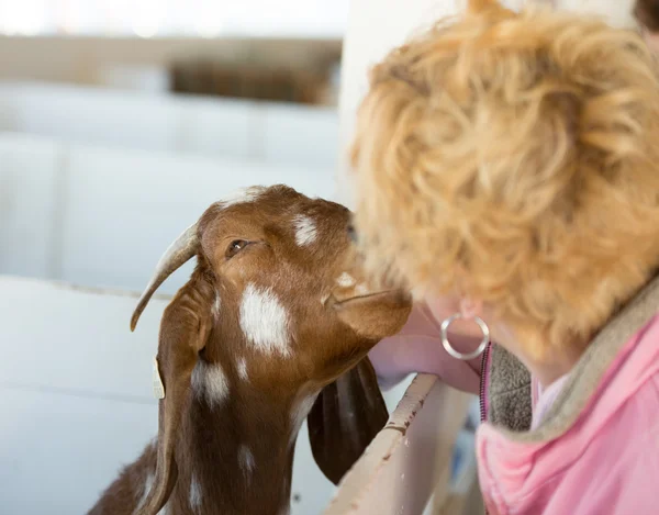 Kissing goat — Stock Photo, Image