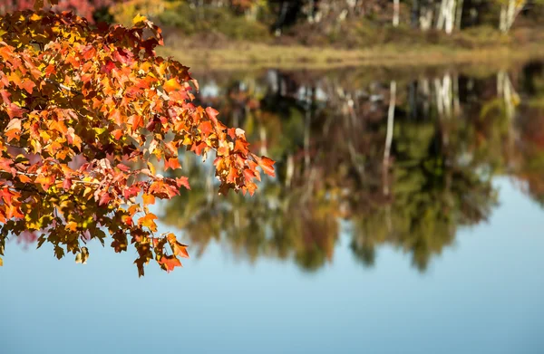 Podzim v maine — Stock fotografie