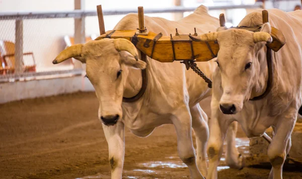 Ossen trekken op een beurs — Stockfoto