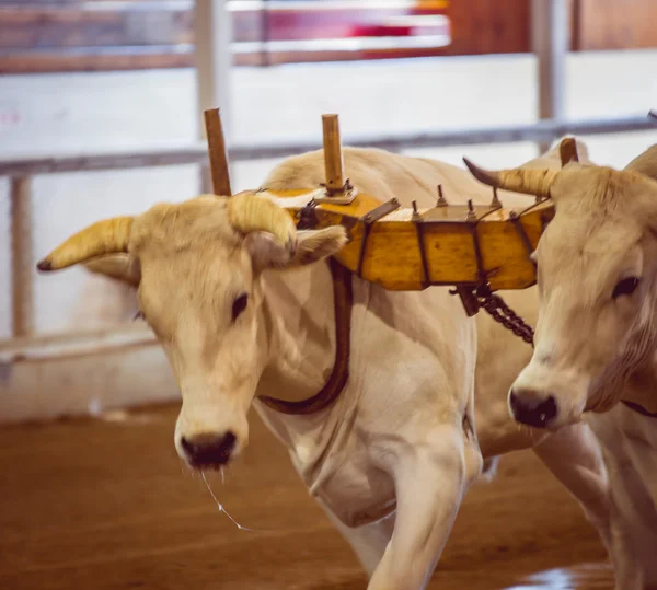 oxen pulling at a fair