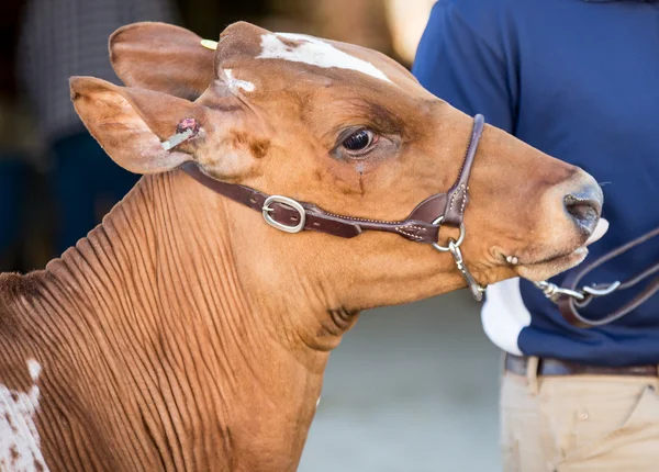 Mostrar bezerro em um halter — Fotografia de Stock