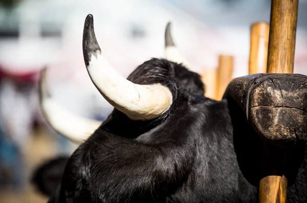 Detailní záběr býčí roh — Stock fotografie