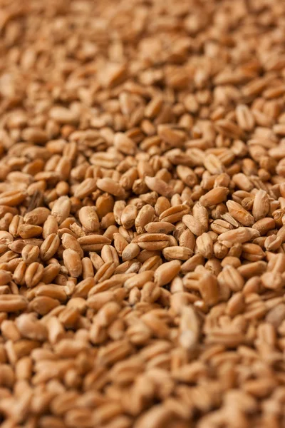 Wheat grains background — Stock Photo, Image