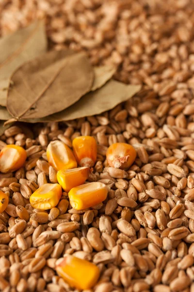 Wheat grains, corn and laurel leaves  background — Stock Photo, Image