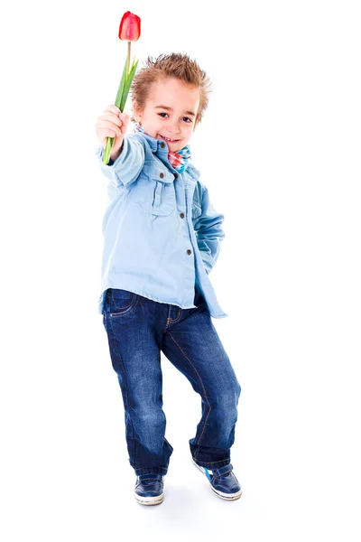 Malý chlapec v džínách, nabízející červený Tulipán — Stock fotografie