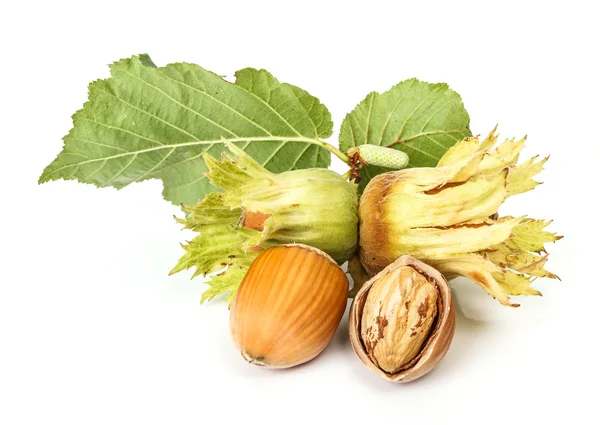 Hazelnuts on white background — Stock Photo, Image