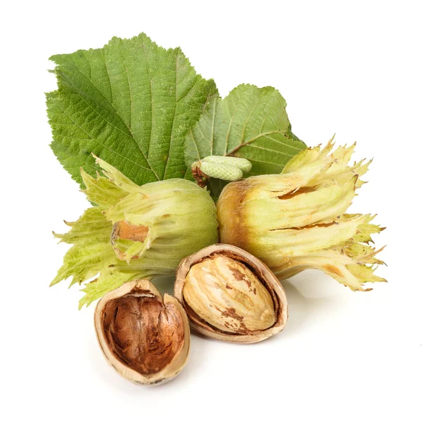 Hazelnuts на белом фоне — стоковое фото