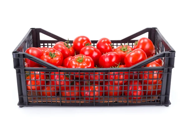 Tomaten (Solanum lycopersicum) in kunststof krat — Stockfoto