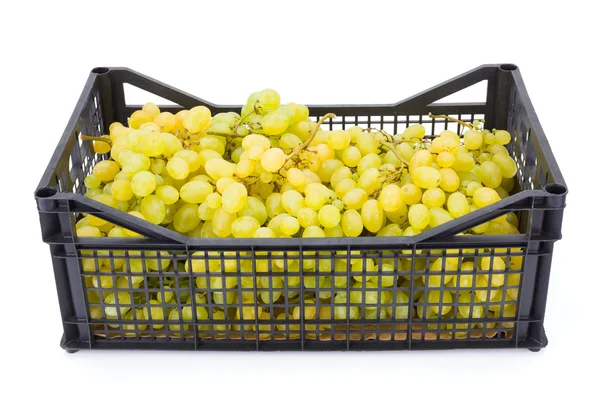 White table grapes (Vitis) in plastic crate — Stock Photo, Image