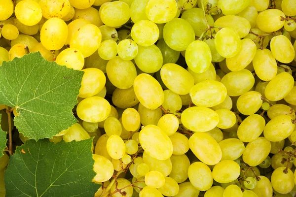 Фон білий виноградних ягід (Vitis) — стокове фото