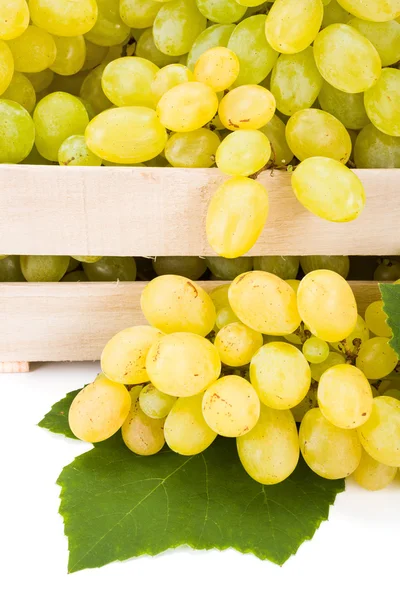Кластеры белого столового винограда (Vitis) — стоковое фото