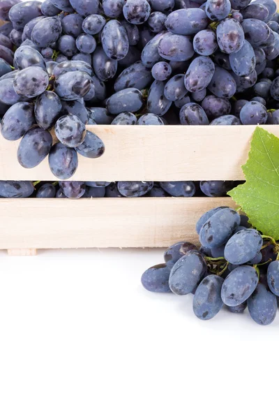Крупний план кластерів винограду червоної таблиці (Vitis) — стокове фото