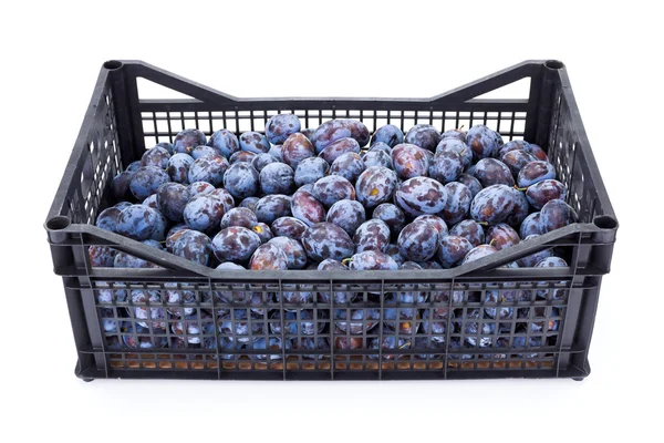 Plums (Prunus) in plastic crate — Stock Photo, Image