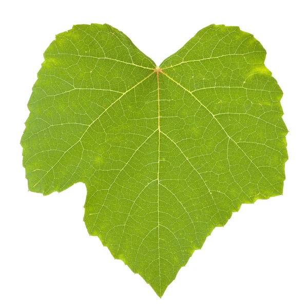 Ізольований зелений виноградний лист Стокове Фото