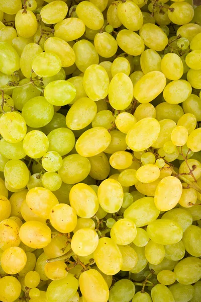Фон білий виноградних ягід (Vitis) Стокова Картинка