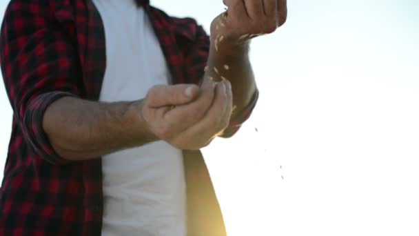 Closeup of hands with wheat — Stock Video