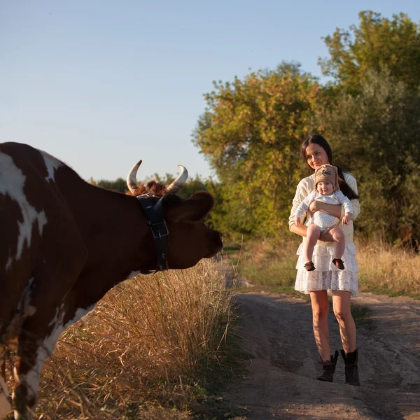 Reuniones de vacas Imagen De Stock