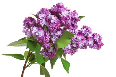 Mor Eflatun çiçekler