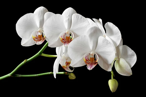 Weiße Blüten Orchideen — Stockfoto