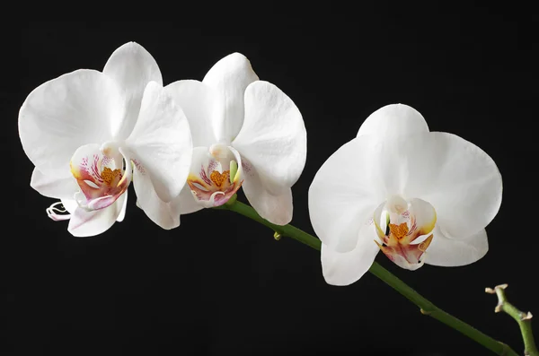 Fleurs blanches orchidées — Photo