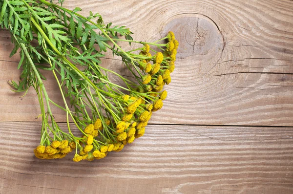 Planta medicinal Tansy — Foto de Stock