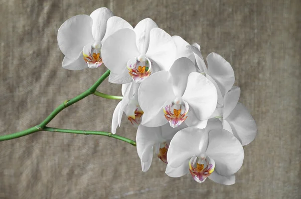 Flores brancas orquídeas — Fotografia de Stock