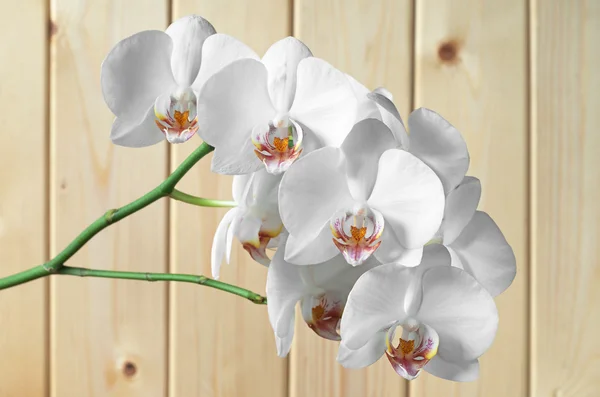 Fleurs blanches orchidées — Photo