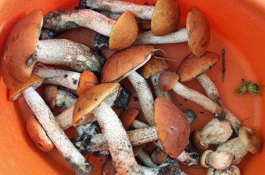 Kabın içinde titrek kavak mantar