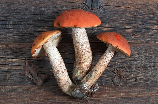 Помаранчева кришкою Боровик гриби — стокове фото