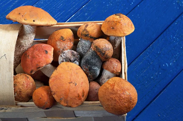 Cogumelos de álamo na cesta — Fotografia de Stock