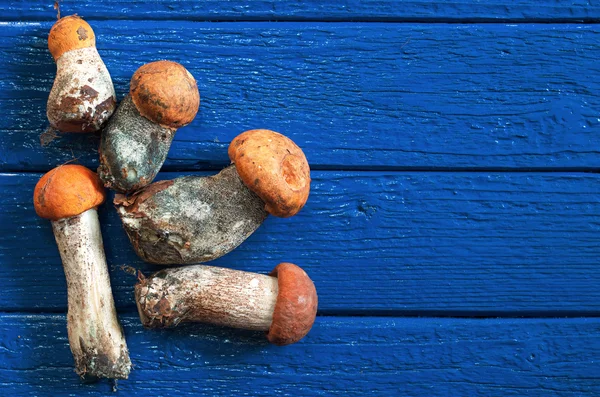 Помаранчева кришкою Боровик гриби — стокове фото