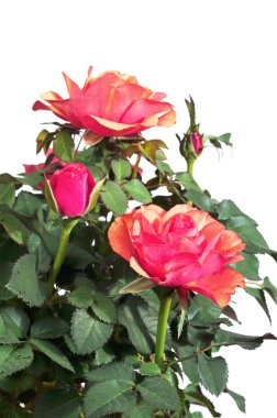 küçük pembe güller 