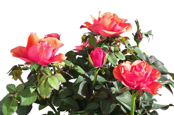Kleine rosa Rosen — Stockfoto