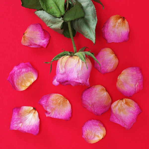 Torr Rosa Ros Och Fallna Kronblad Röd Bakgrund Ovanifrån — Stockfoto