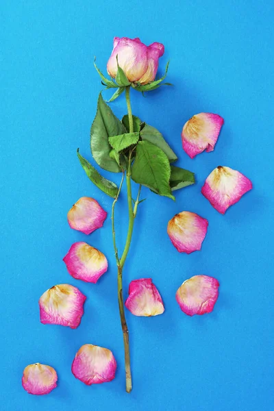 Droge Roze Roos Gevallen Bloemblaadjes Een Blauwe Achtergrond Bovenaanzicht — Stockfoto