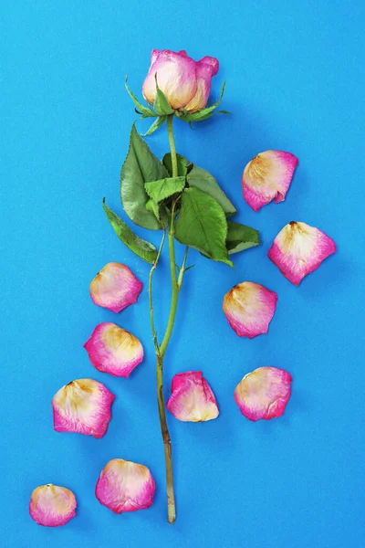 Rosa Seca Pétalos Caídos Sobre Fondo Azul Vista Superior — Foto de Stock