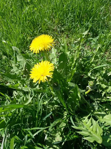 Dientes de león amarillos a principios de primavera —  Fotos de Stock