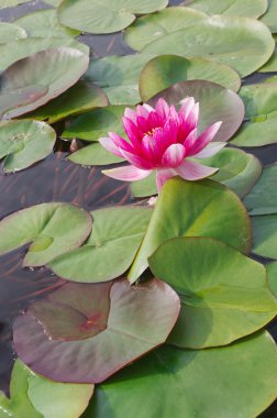 Pembe lilyum çiçek açan