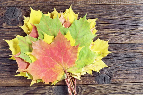Folhas de bordo coloridas — Fotografia de Stock